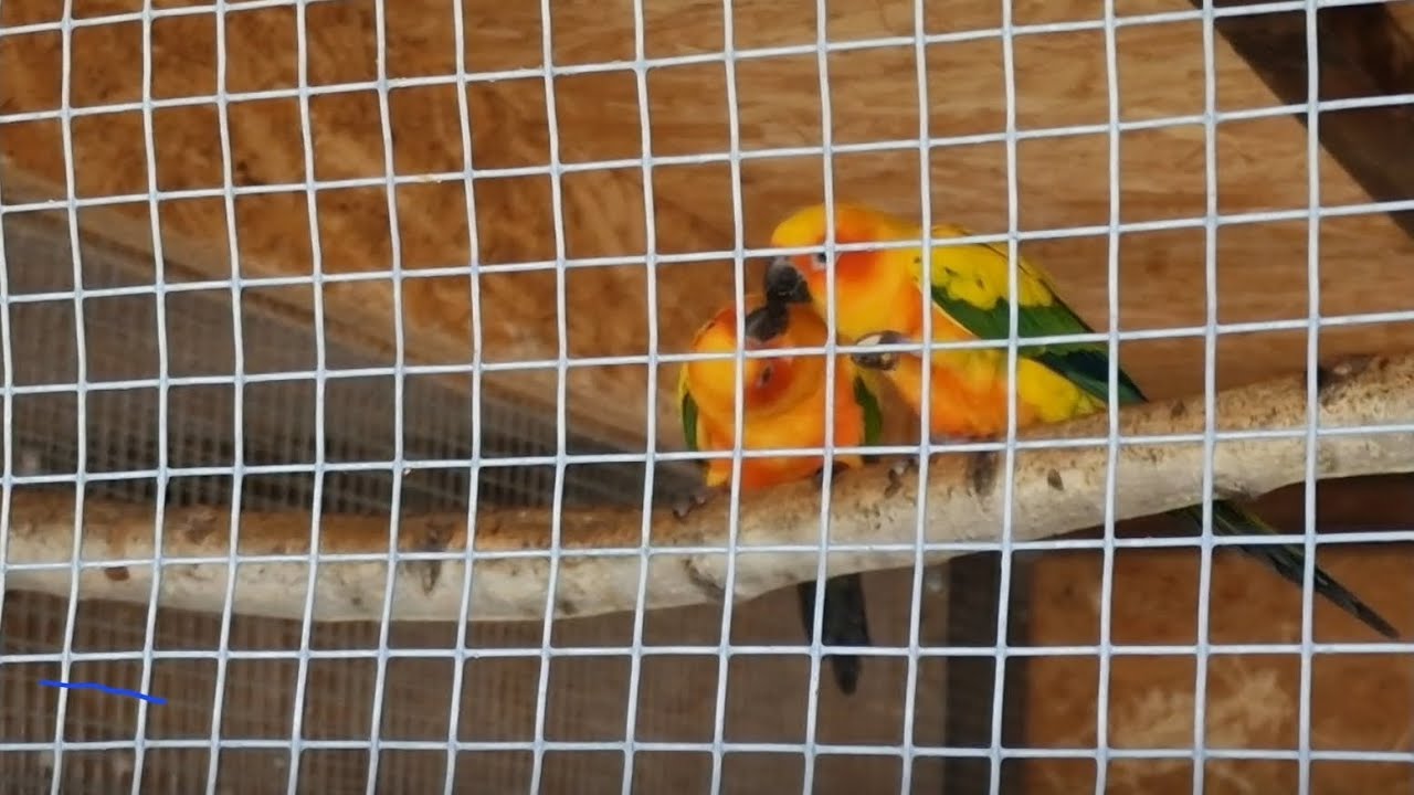 12. #parrot Poranek w ptasim ogrodzie🦜🐓🐕🪶