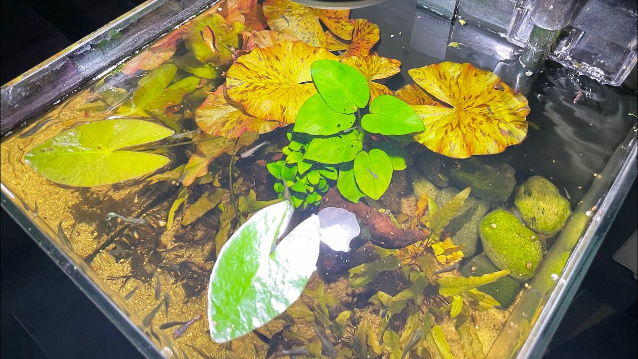 Rimless Aquarium with a bunch of Endlers and Cherry Shrimp