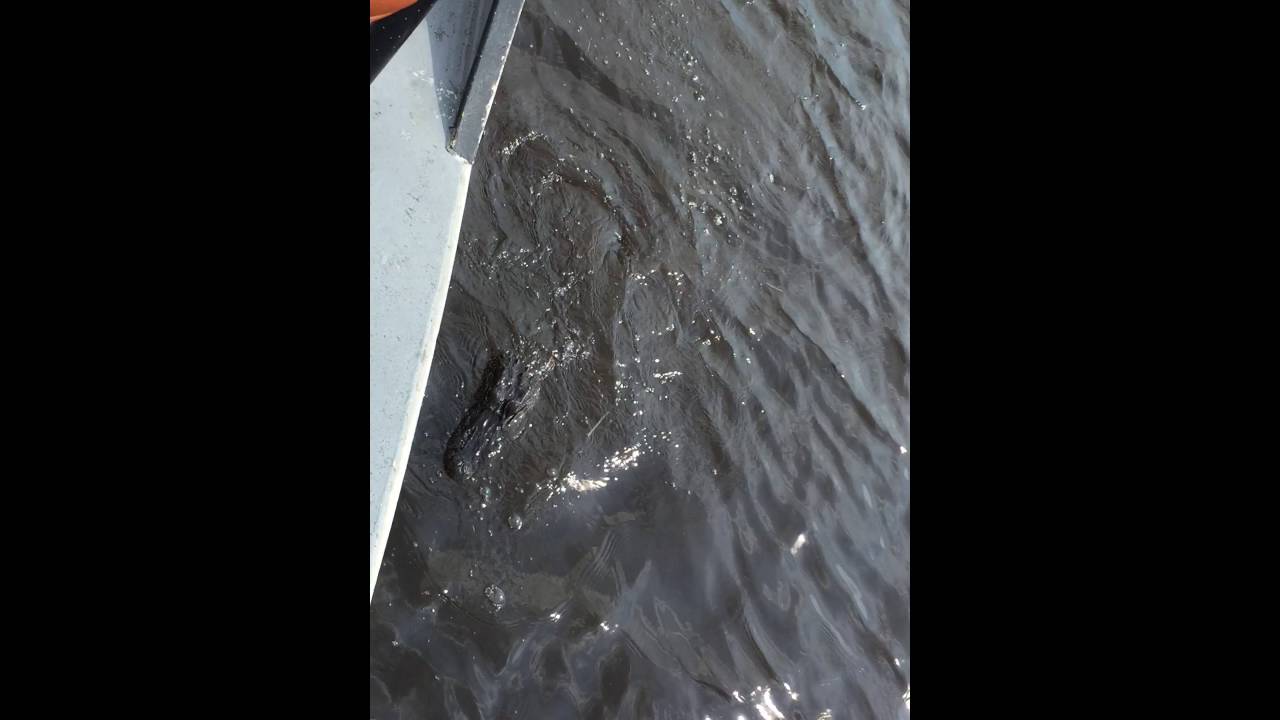 Gator 1