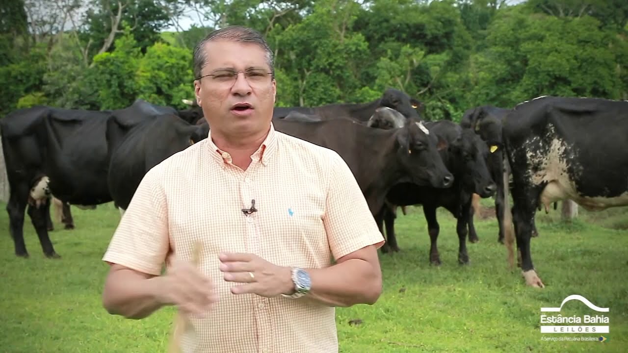 ESTÂNCIA BAHIA: Leilão Criadores Sul do Pará