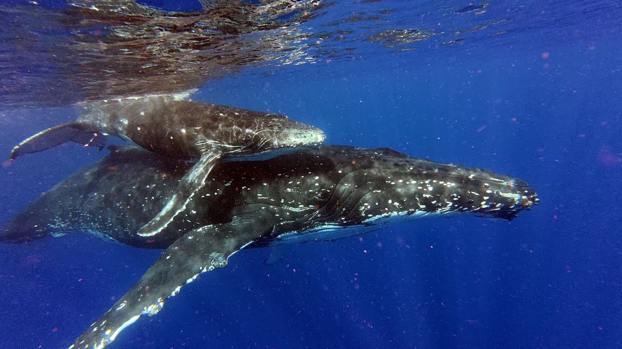 Eua Island, Humpback Highway, Tonga, Oct 2025