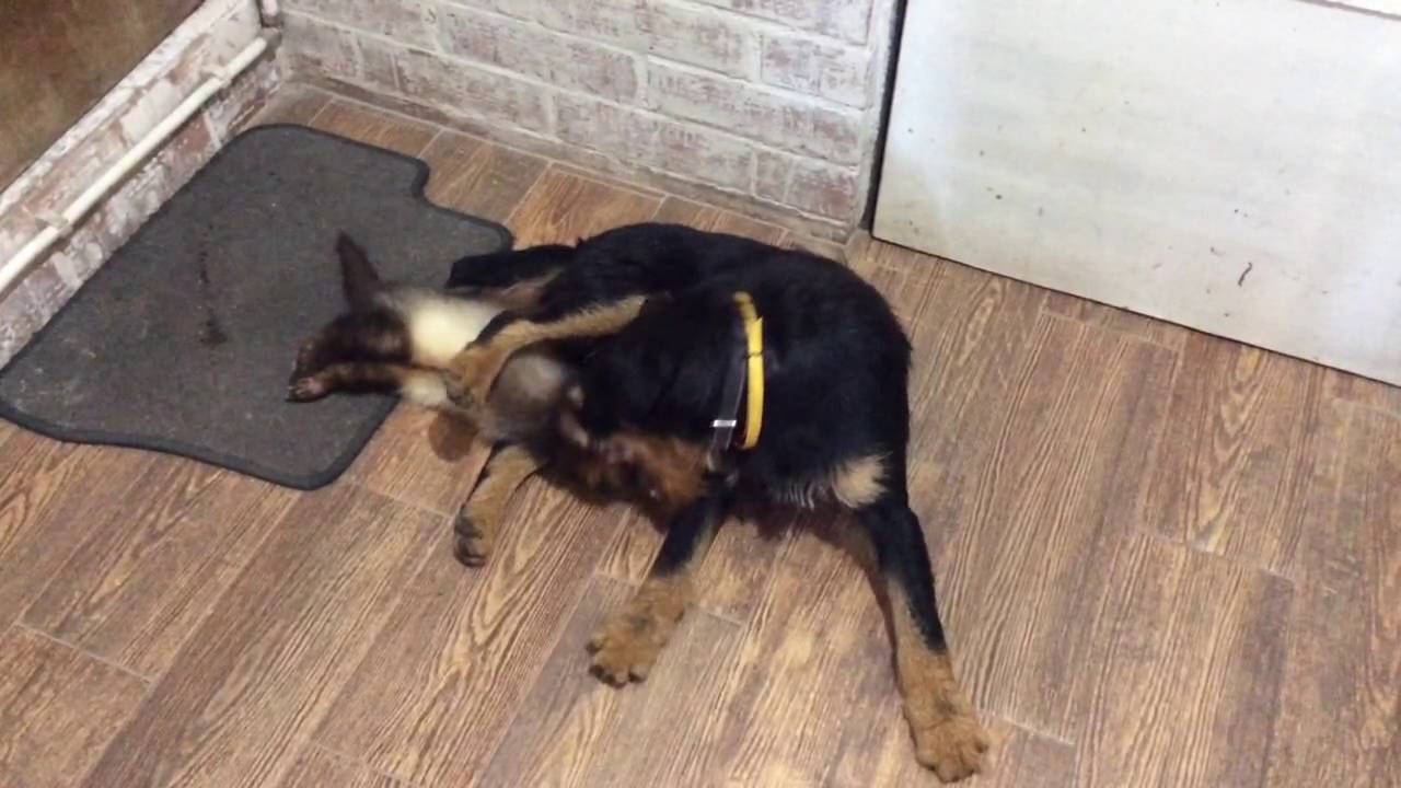 Jagdterrier and ferret