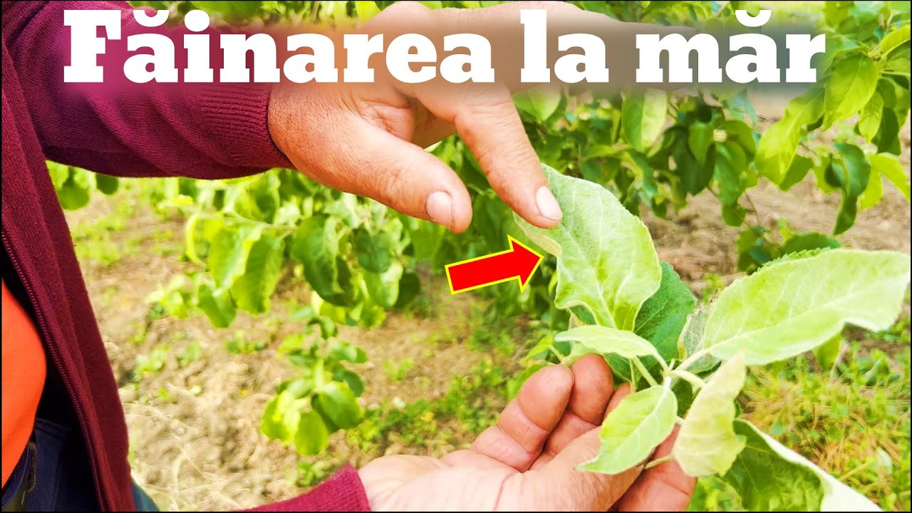 Boli la măr: Făinarea