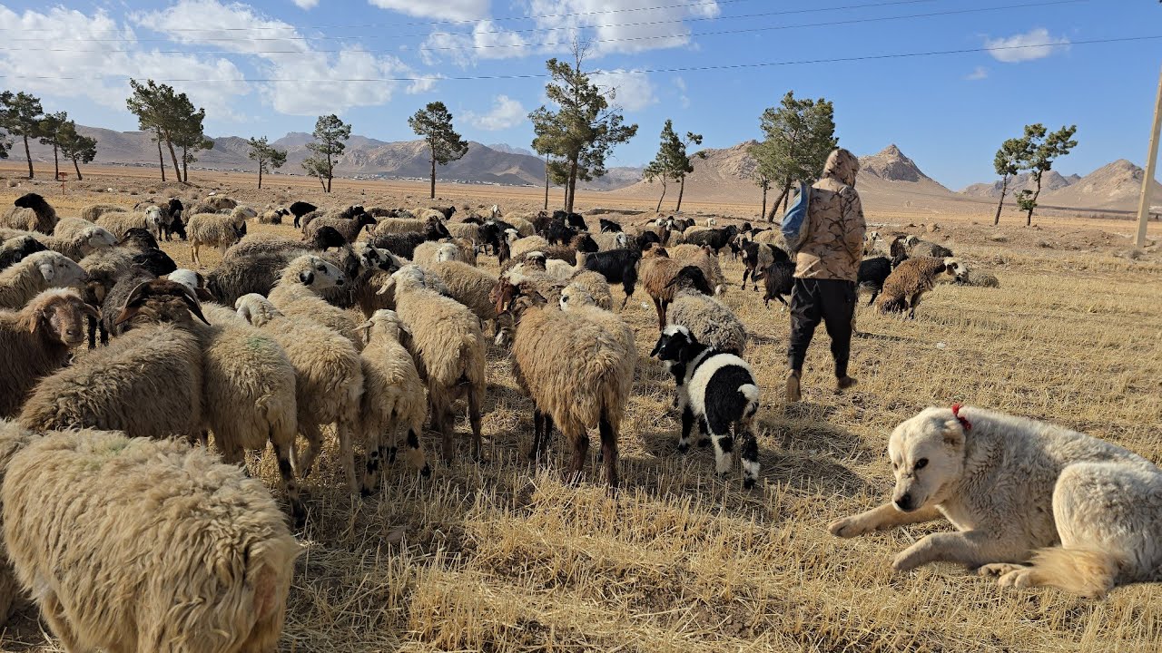 A Real Day with a Nomadic Shepherd | Sheep Grazing and Powerful Guardian Dogs in Mountains