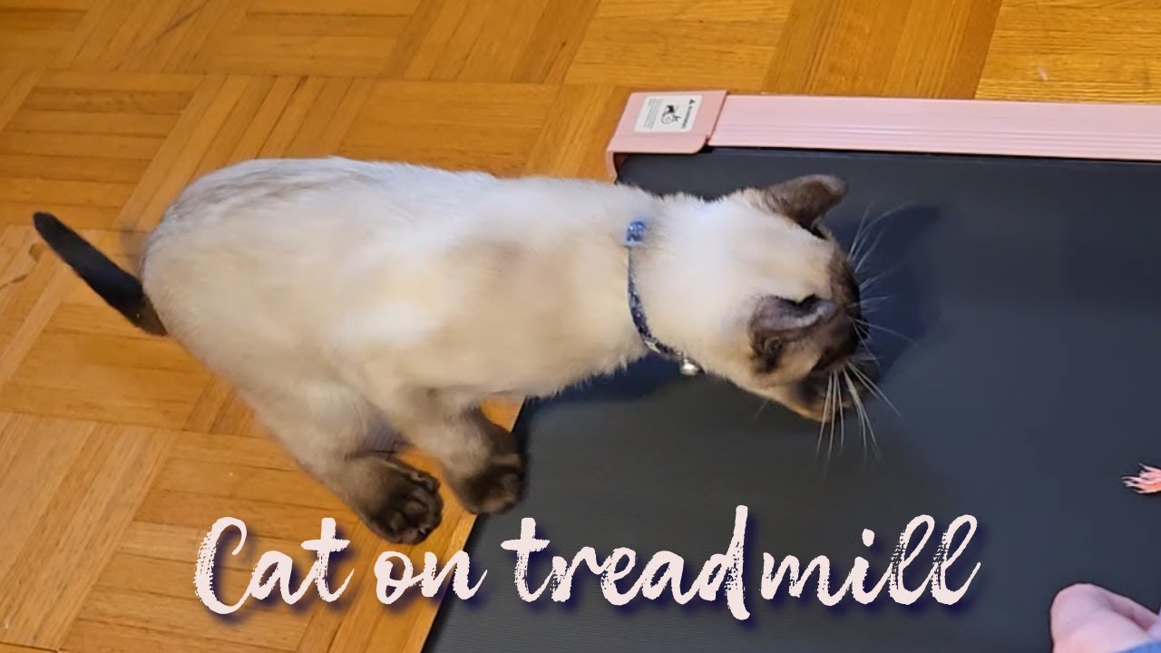 Training my cat to use the treadmill
