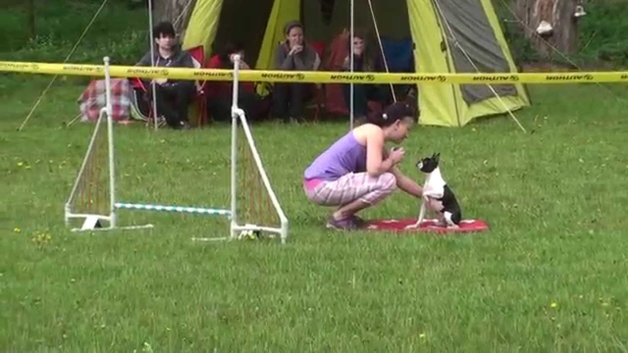 Bostonský terier