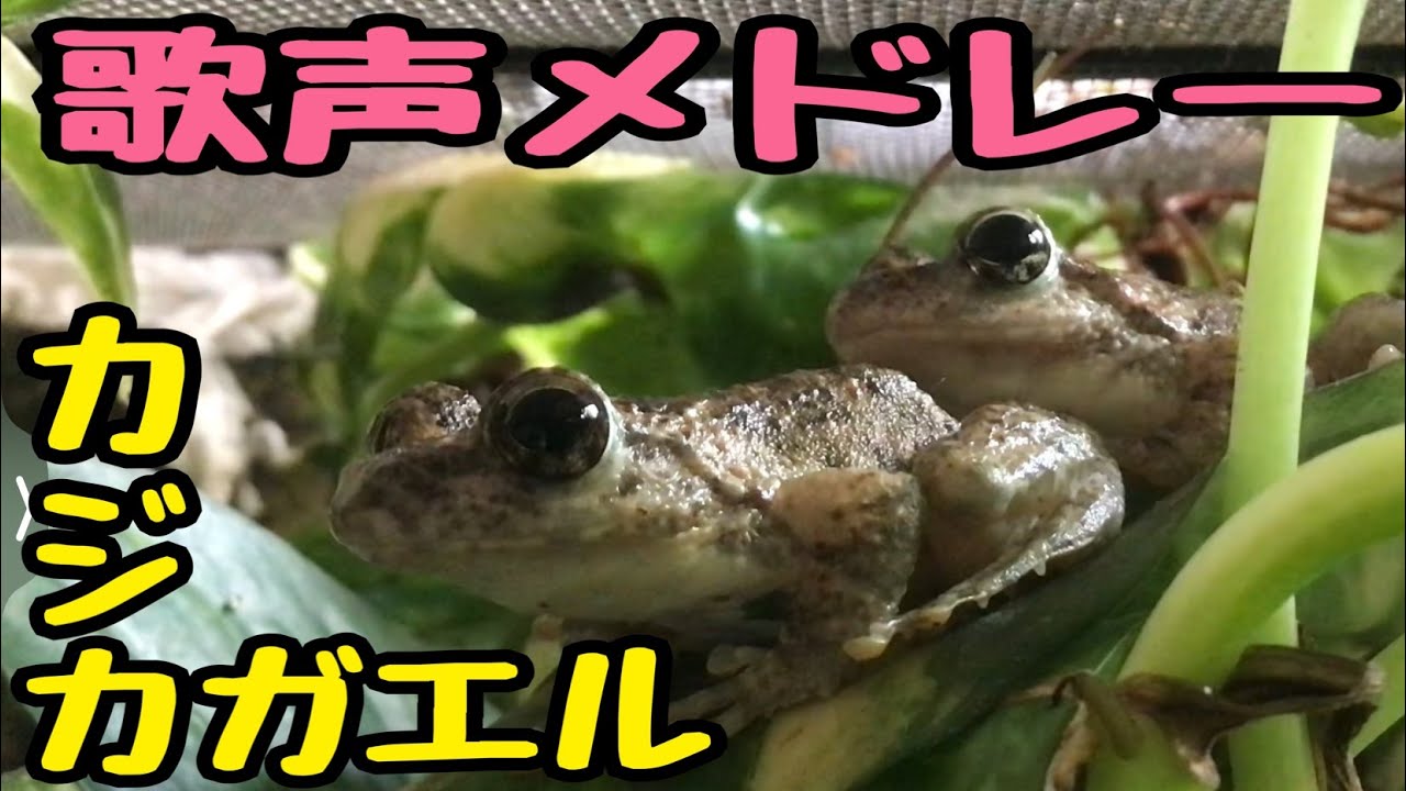 【清流の歌姫】カジカガエルの美しい鳴き声をカワイイ飼育映像に乗せてお届け🎤 涼やかな癒しの歌声で残暑を乗り切ってください🌟【10分間メドレー】