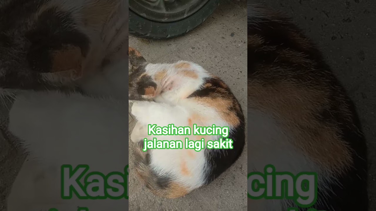 kucing liar lagi sakit