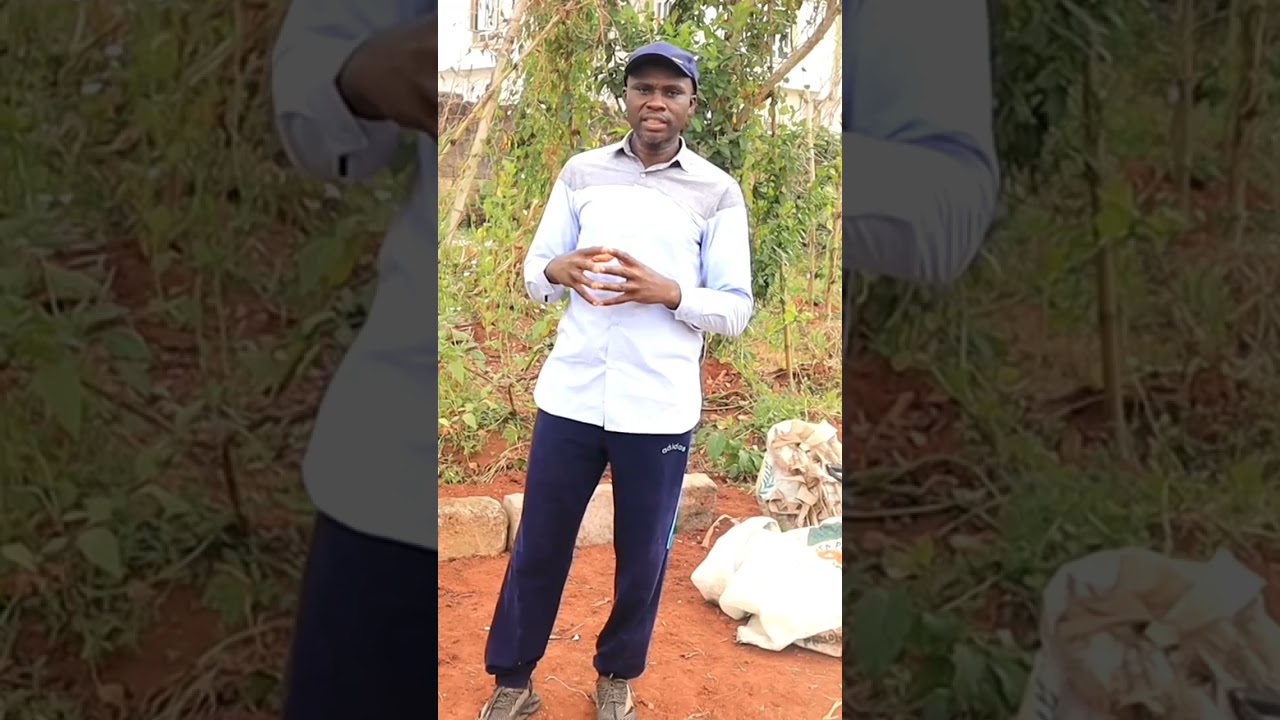 1 of the top secrets of harvesting large tubers of yams from sacs/bags