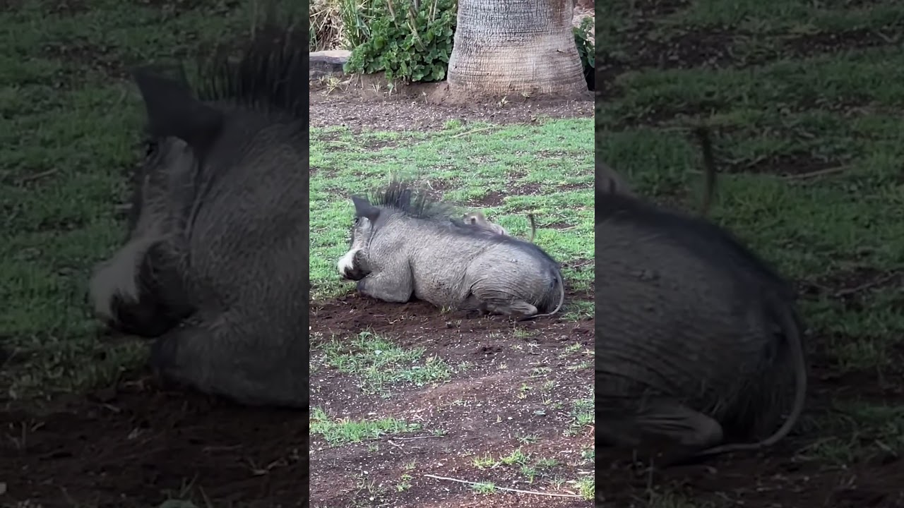 The real-life Pumbaa and Timon!! 😍🥰 #warthogs  #meerkat  #funnyanimals  #cuteanimals  #farmlife