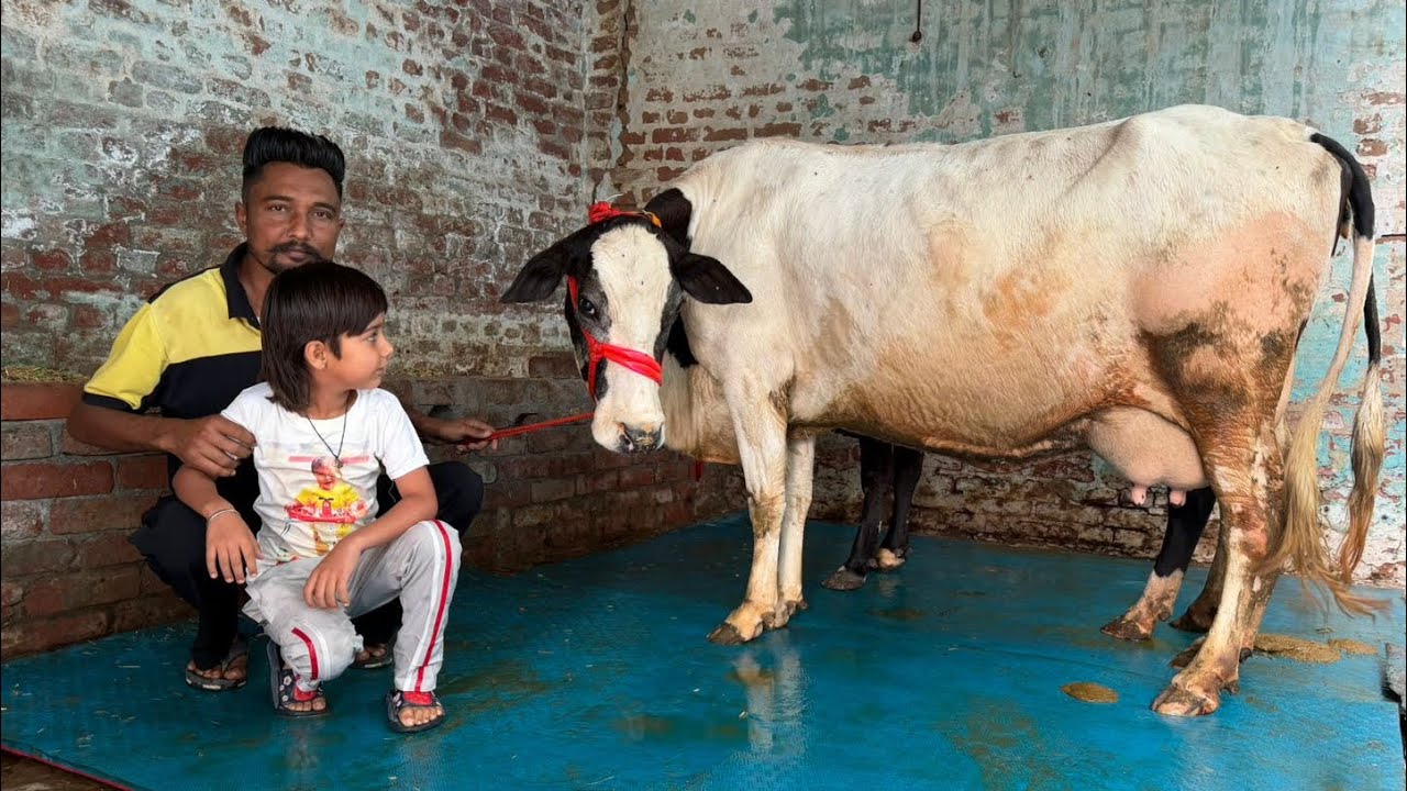 ਦੋ ਤਾਜ਼ੀਆਂ ਸੂਈਆਂ ਗਾਵਾਂ 👌🏻🔥ਘੱਟ ਰੇਟ 😱🔥Bawa dairy farm 