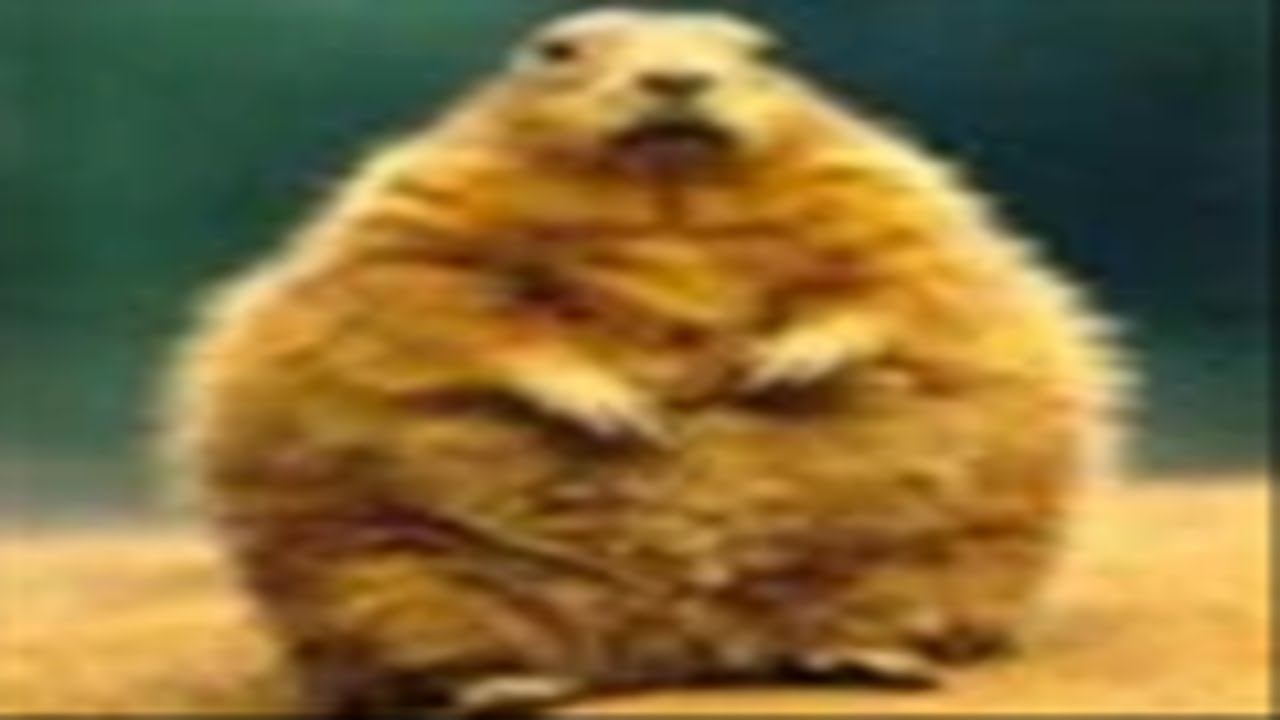 Arsenal All Reload Animations