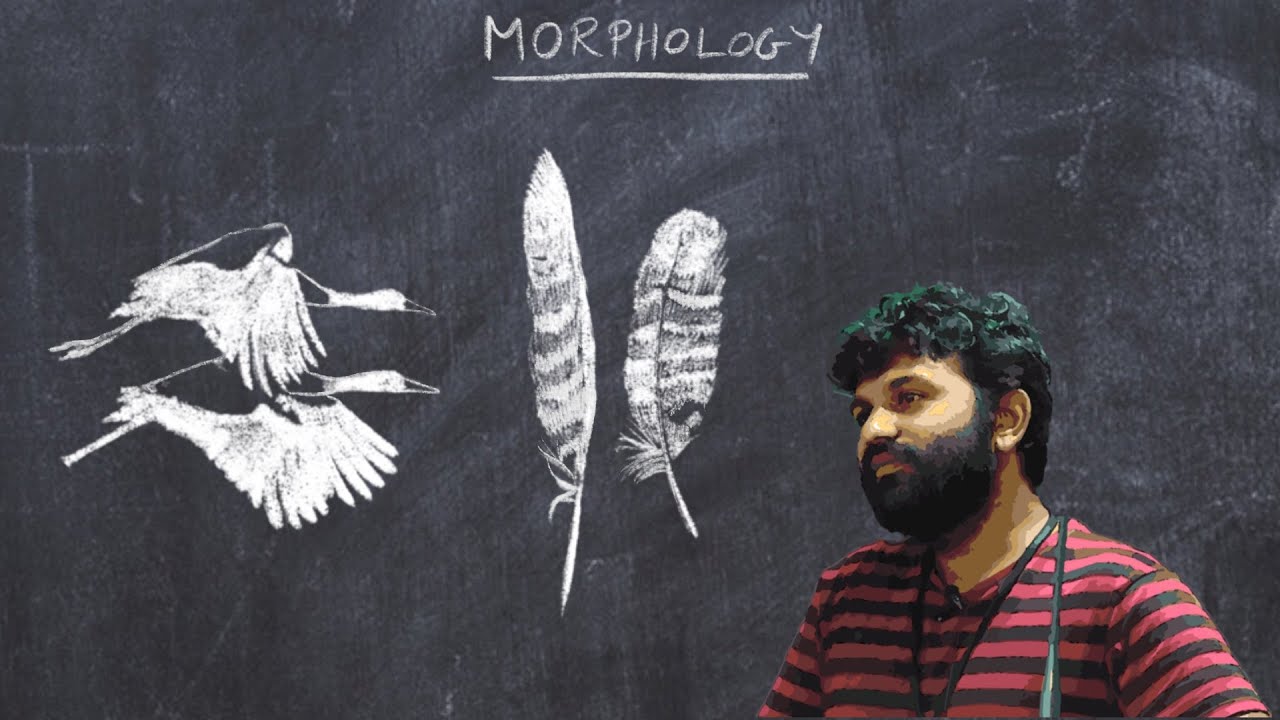 Basic Ornithology: Morphology:  Feathers, Plumage and Flight