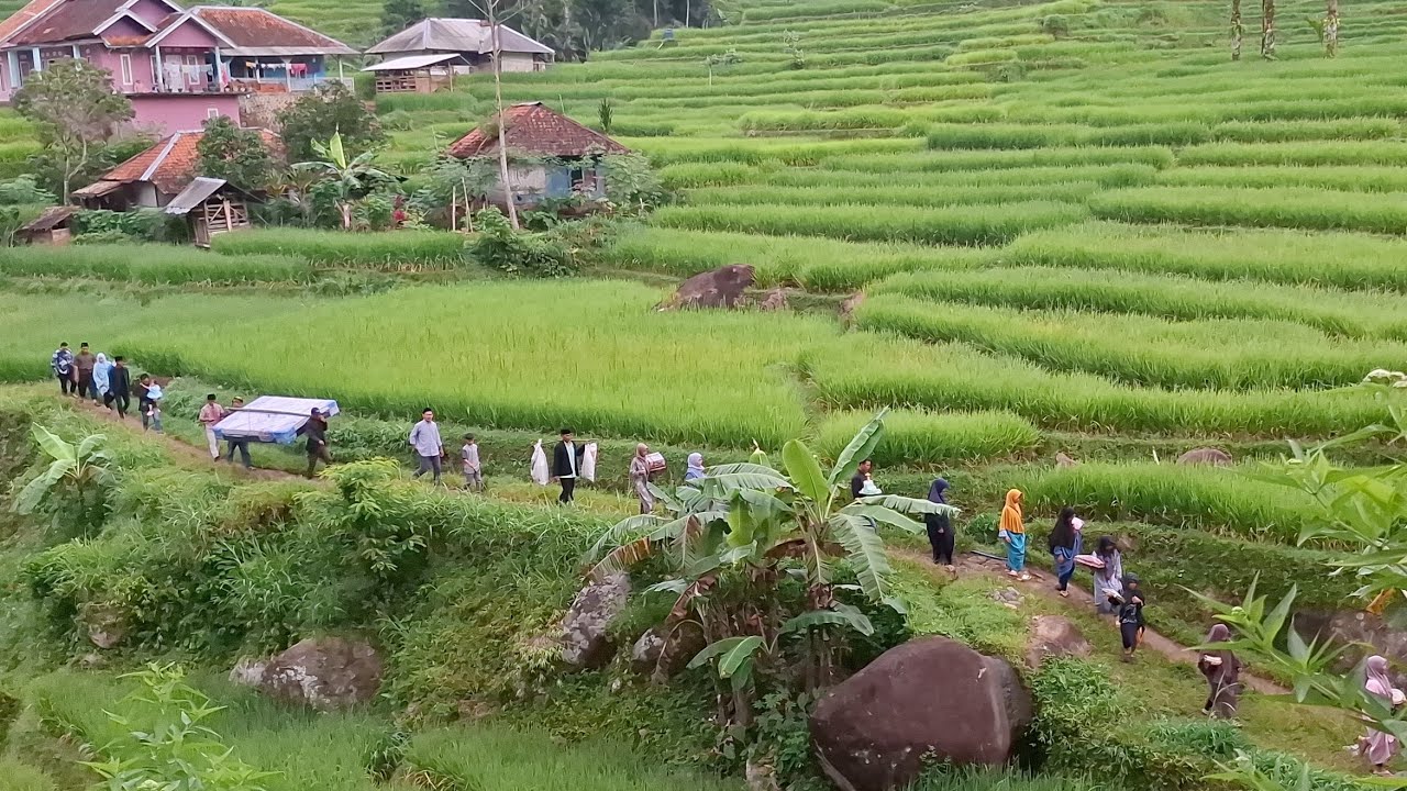 Penuh Perjuangan Antar Pengantin Melewati Sawah Indah Di Pelosok Kampung, Pernikahan Viral Di Desa