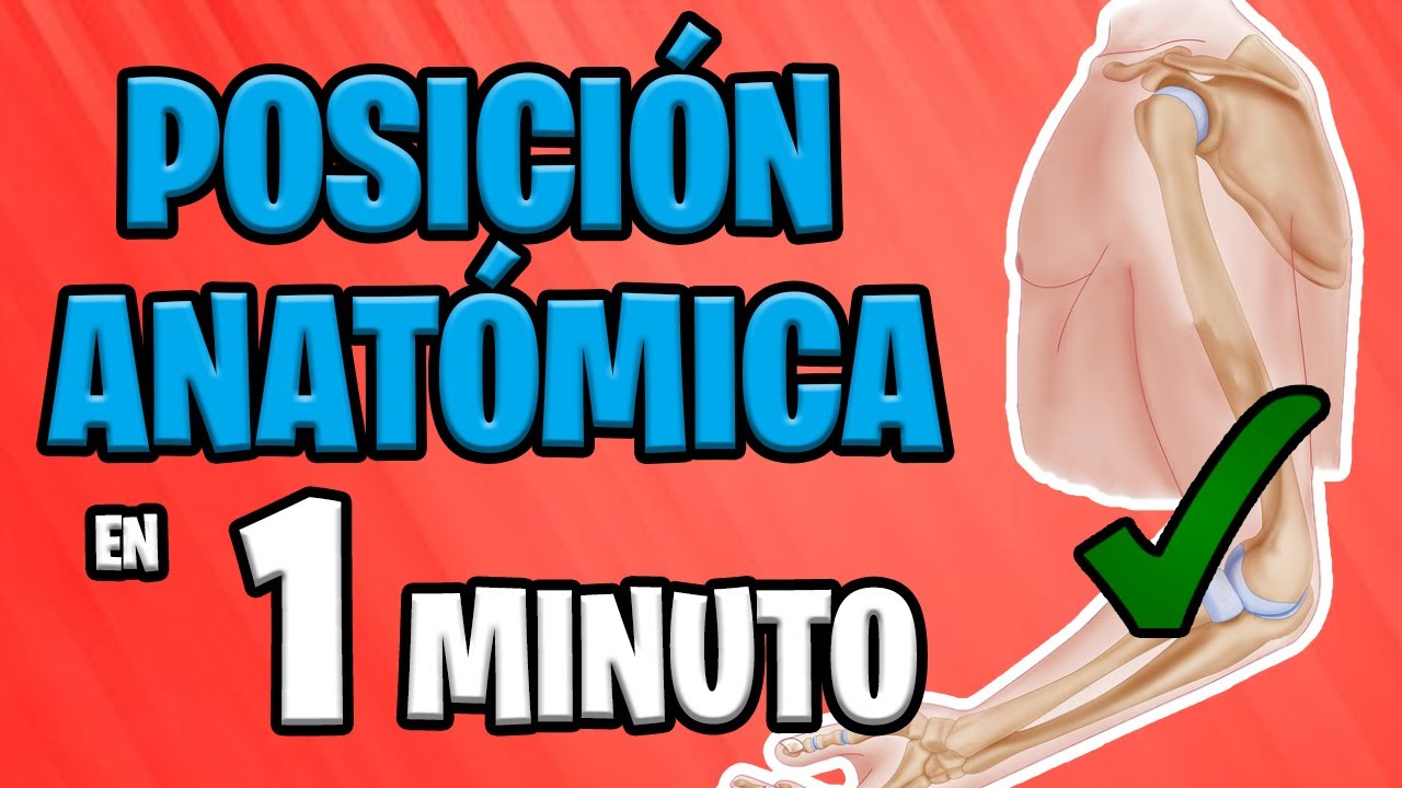 ✅ POSICI&Oacute;N ANAT&Oacute;MICA de la CLAV&Iacute;CULA, ESC&Aacute;PULA, H&Uacute;MERO, RADIO y C&Uacute;BITO en 1 MINUTO 😱