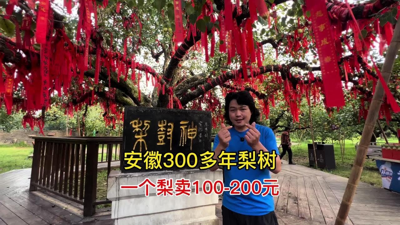 安徽300多年老梨树，一个梨就要卖200元，它有什么独特之处