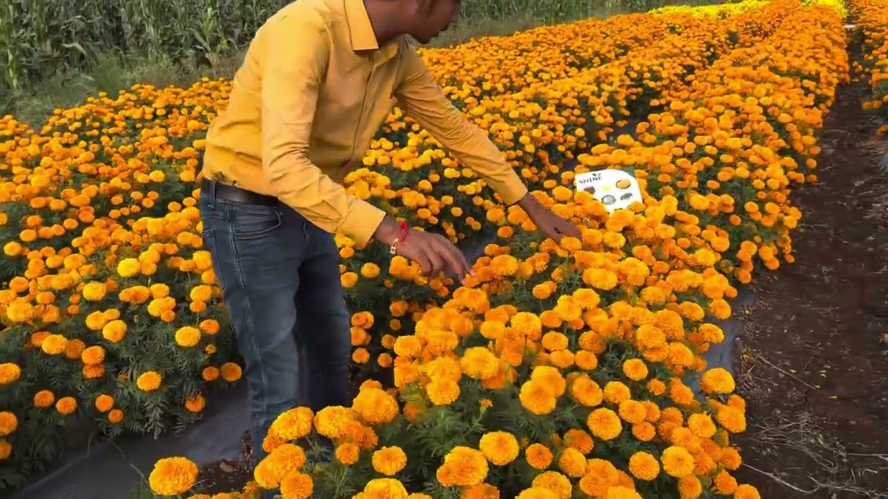 Shine Brand Seeds Hybrid Marigold - Bolt Orange ! Best Quality Genda Phool Ke Beej !