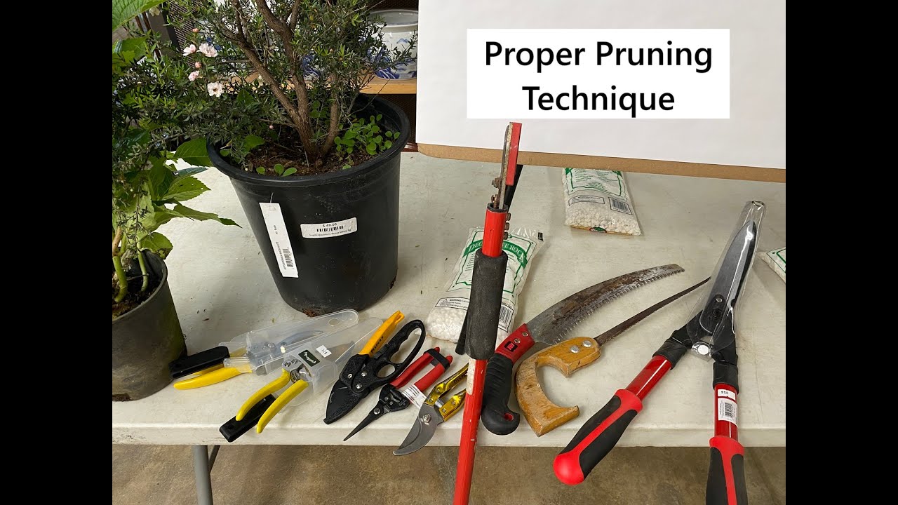 Proper Pruning Technique