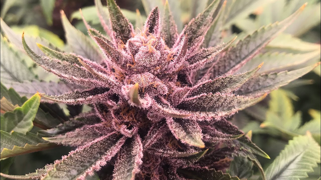 5x5 Tent - Mass Medical Strains- Week 8 Of Flowering