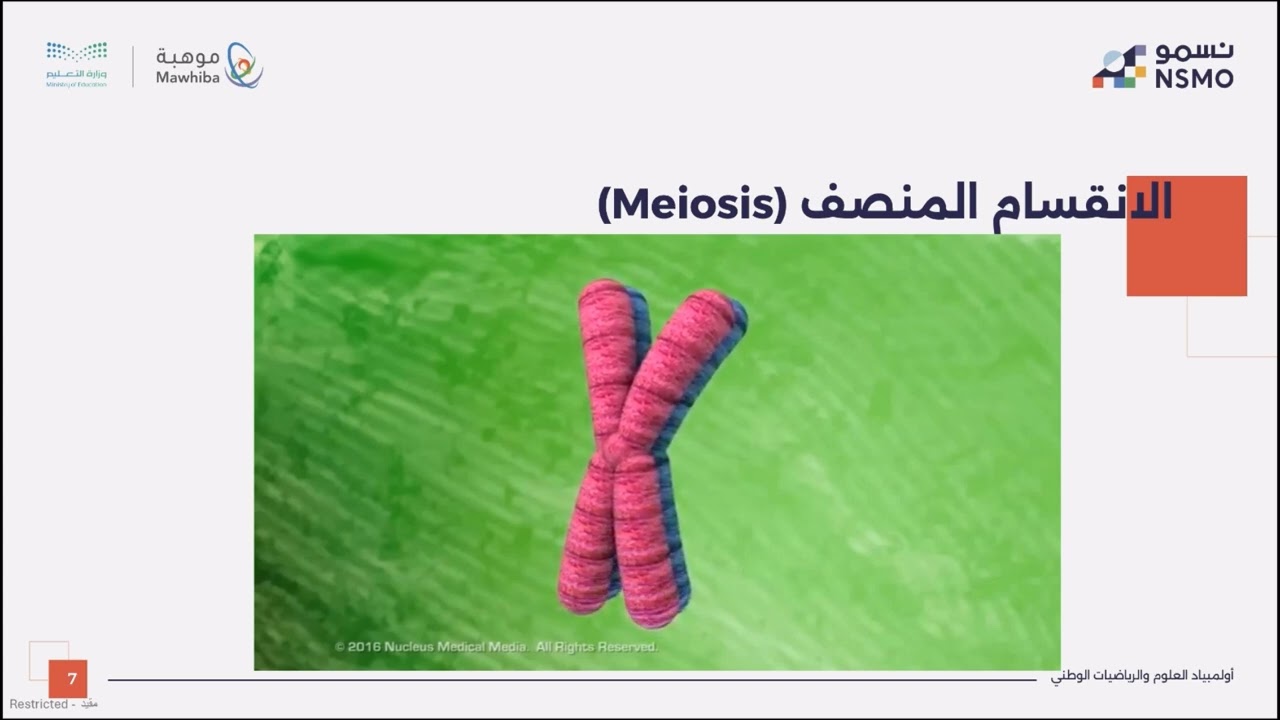 أولمبياد نسمو -تخصص علوم/الأحياء- الدرس الثامن عشر الانقسام المنصف