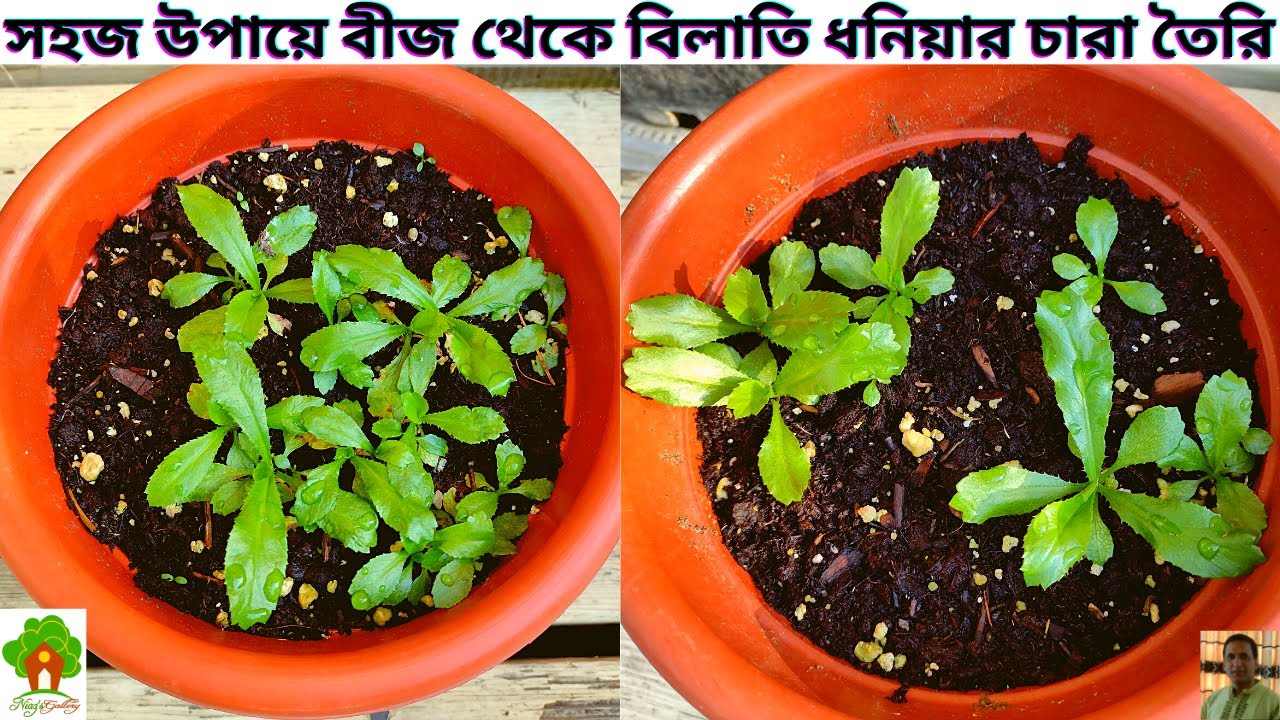 বীজ থেকে বিলাতি ধনিয়ার চারা তৈরি। বিলাতি ধনিয়ার চারা তৈরি। How to grow Culantro seedlings from seeds