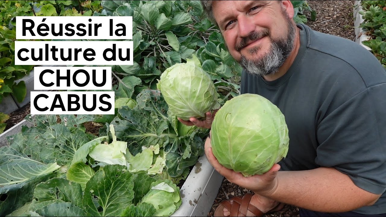 Comment réussir la culture du CHOU CABUS『TUTO』