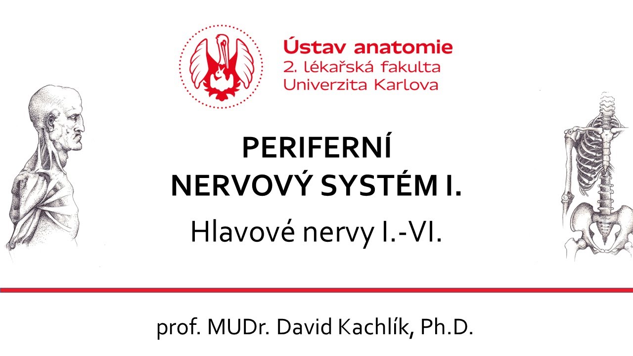 PNS - Hlavové nervy 1