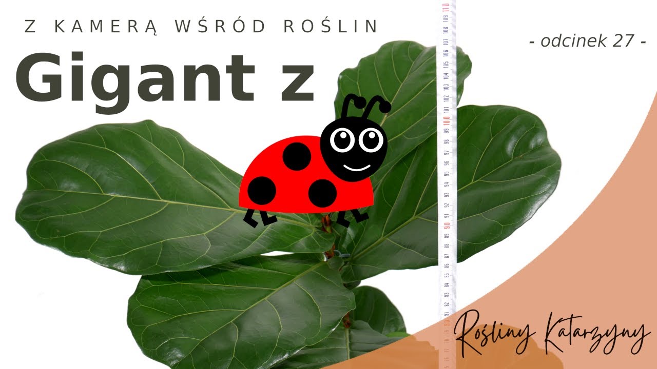 GIGANT 🌱 z Biedronki 🐞 przesadzam Fikusa Dębolistnego - 🪴 ZKWR 27