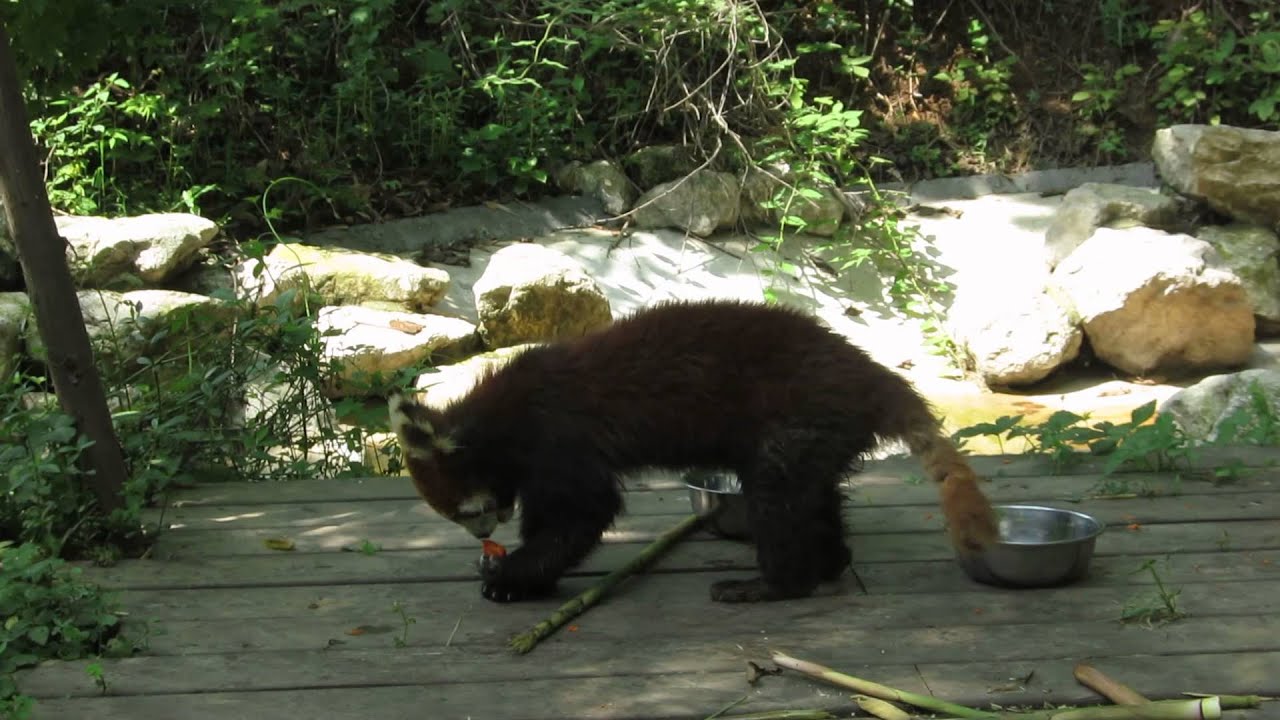 Red panda as seen from Kung Fu Panda