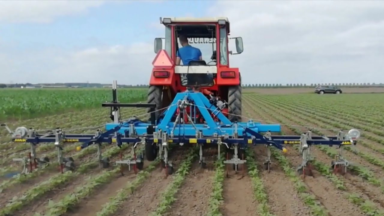 Bonen schoffelen met camera besturing van smotzer en Renault 651_4 #10 2021