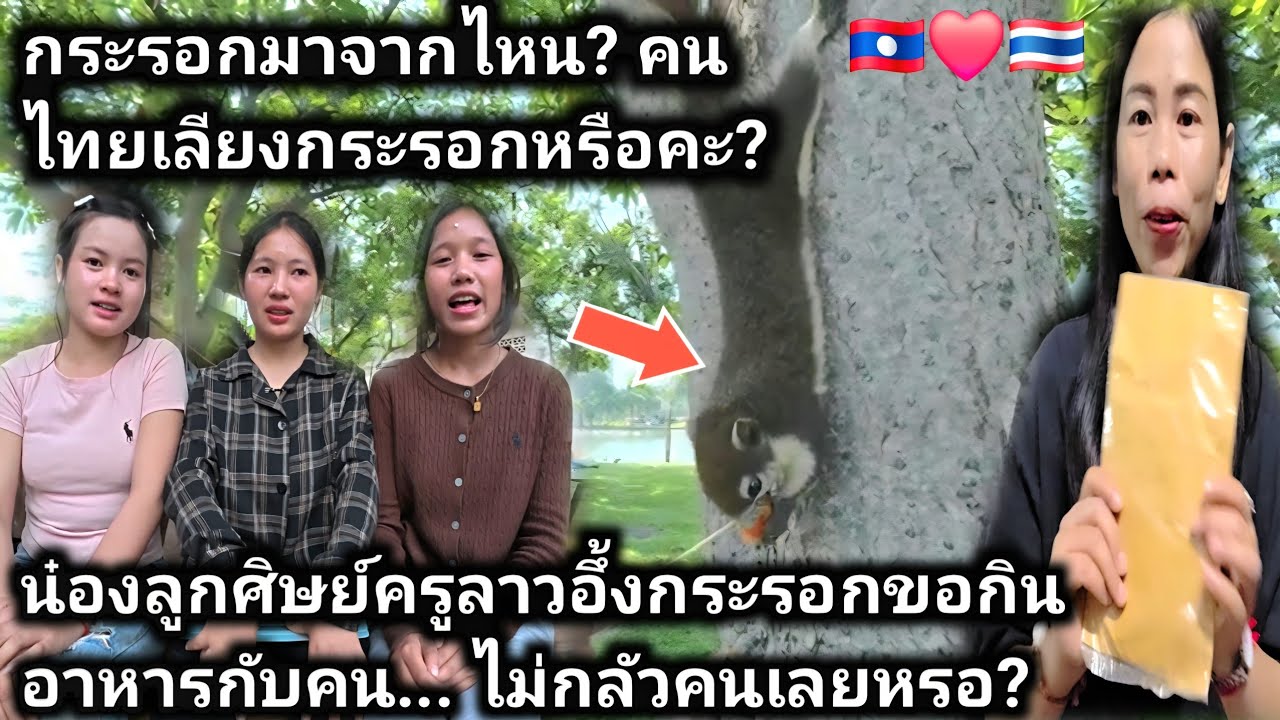 ลูกศิษย์ครูสาวลาวตะลึงทำไมประเทศไทยมีกระรอกเยอะจัง?กระรอกมาจากไหนหรือคนไทยเลี้ยงไว้? กระรอกไม่กลัวคน
