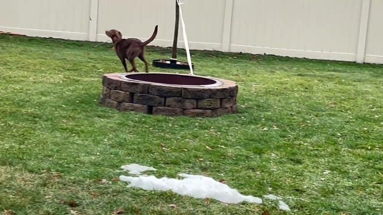 Chocolate lab mix young female for adoption