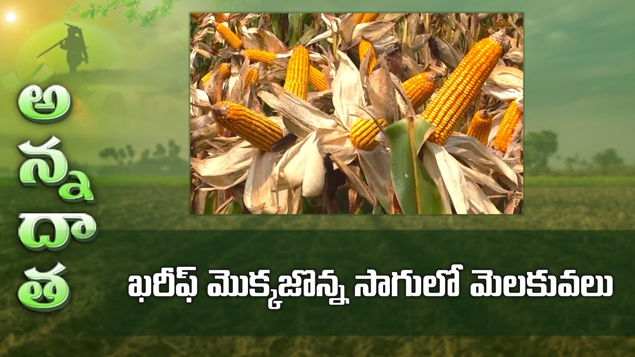 Kharif maize varieties & farming tips | ETV