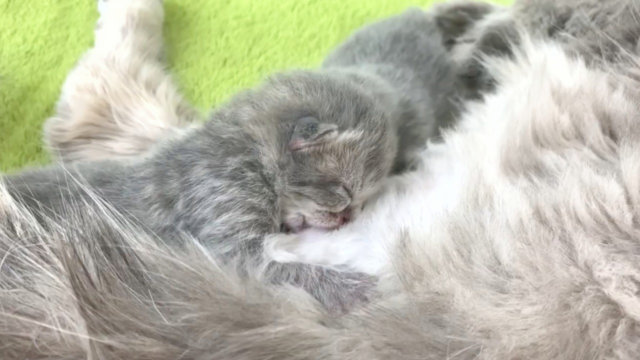 Новорожденные котята находят молоко по запаху — даже когда мама измотана