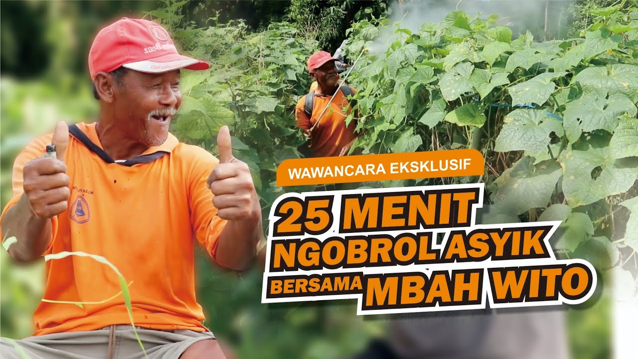 Cara olah Tanah Bekas Cabe untuk Tanaman mentimun versi Mbah Wito