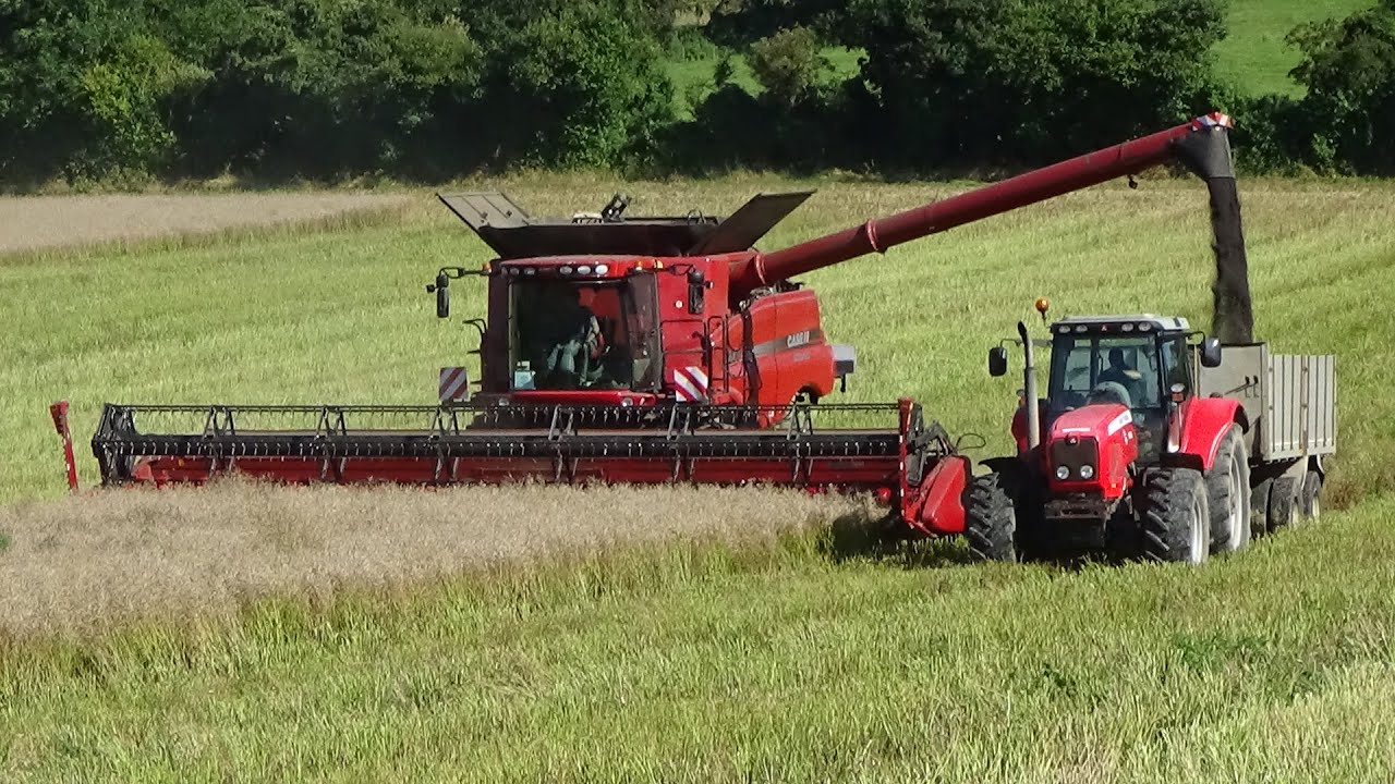 Harvest 2021 - Combining OSR with Case IH Axial Flow & Massey Ferguson 6499 - SOUND!