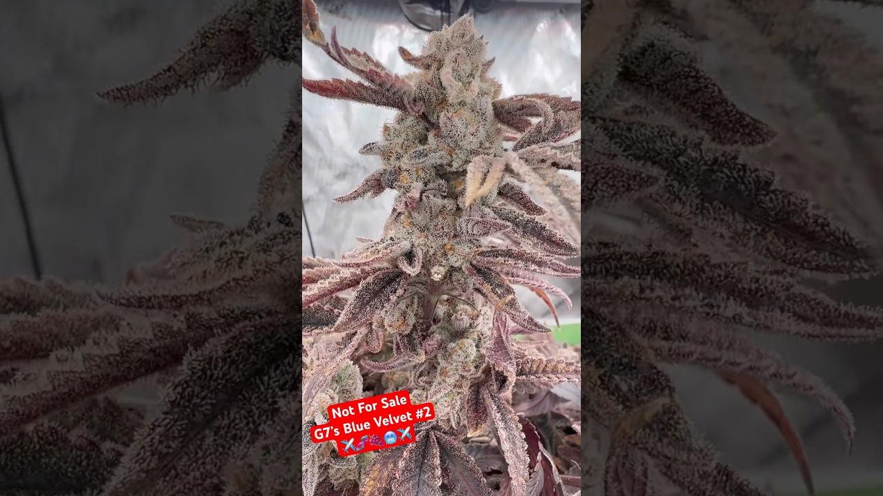 Blue Velvet Phenotype covered in frost!