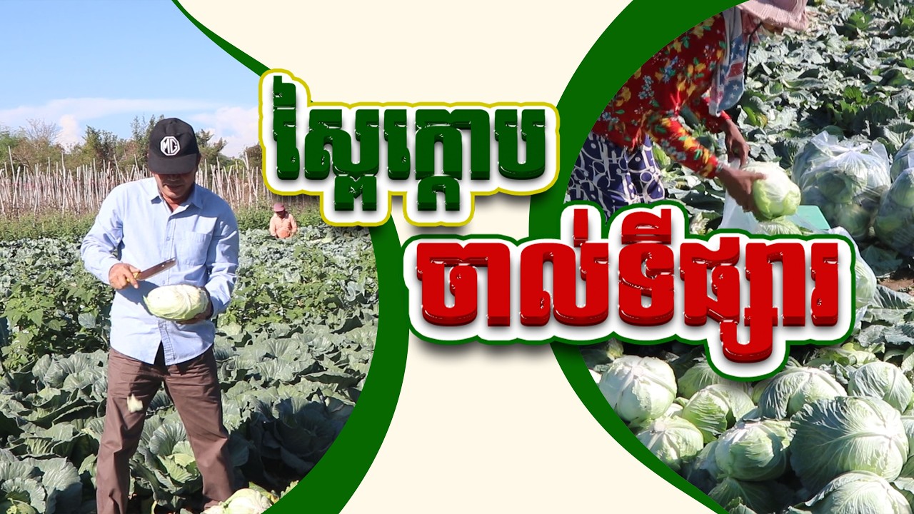 ផ្សារទំនើប និងសប្បុរសជន ជួយទិញកសិផលធម្មជាតិ ចាល់ទីផ្សាររាប់សិបតោនពីកសិករខេត្តប៉ៃលិន
