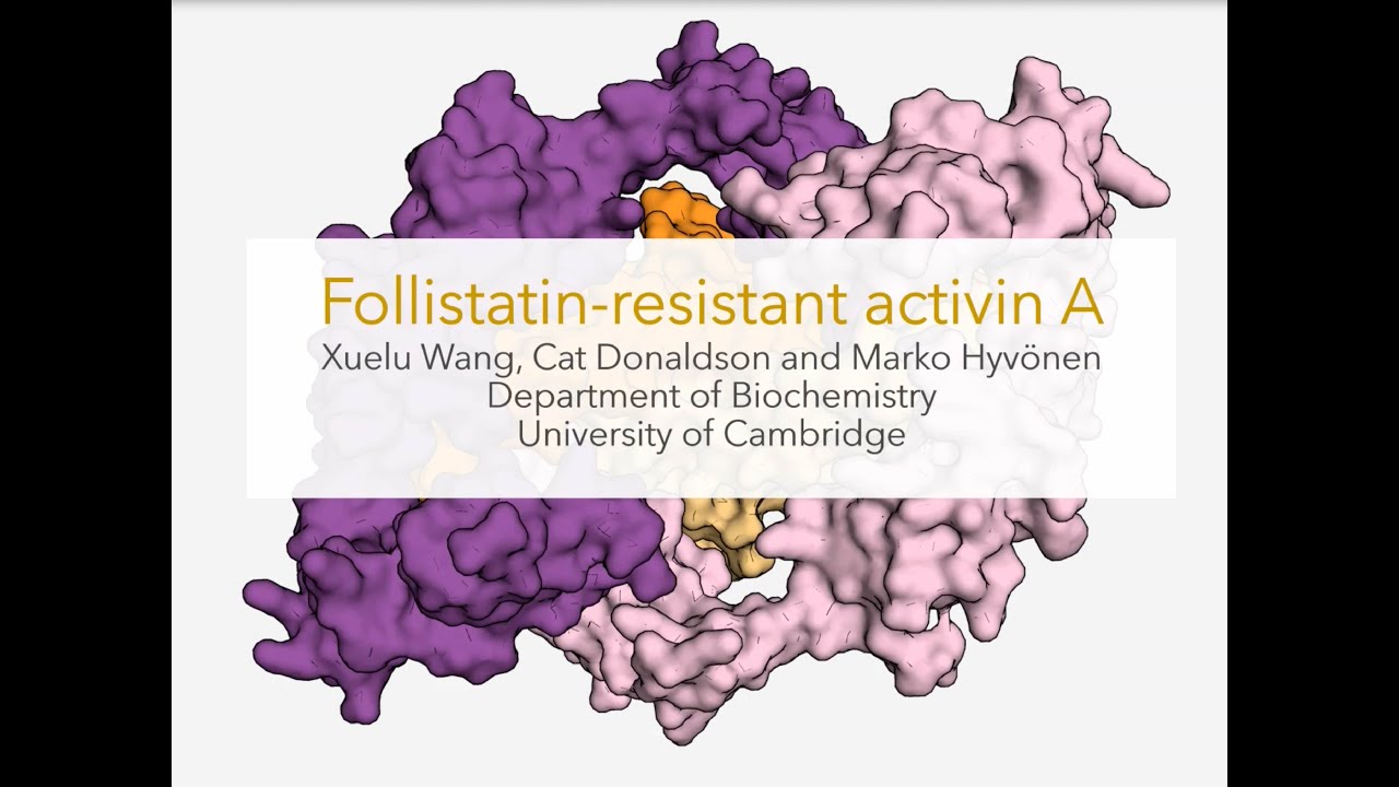 Enhanced growth factors for stem cell maintenance; follistatin-resistant activin A, FRACTA, Qk035