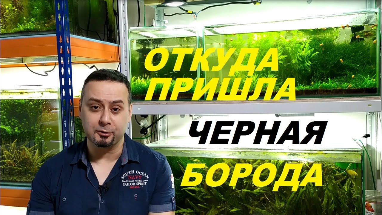 Красные водоросли в аквариуме. Откуда берется черная борода.