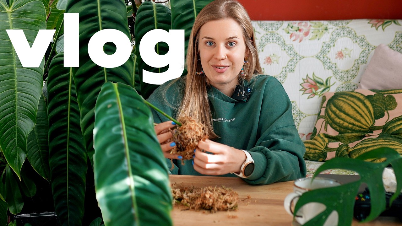 💥 Vlog - nowe rośliny | zawalona witrynka | OBI | nieudane przemeblowanie | przesadzanie