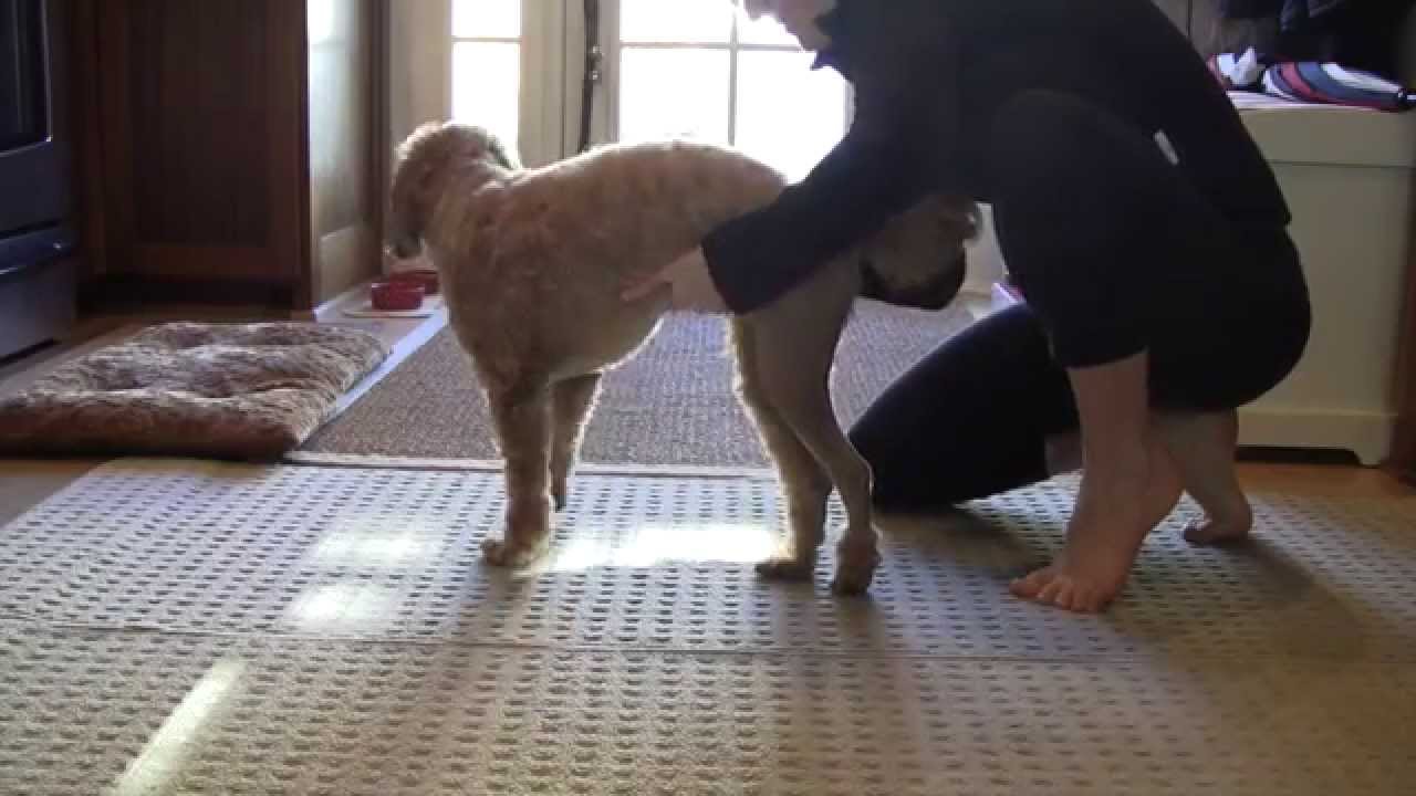 Hank Post Medial Patellar Luxation Surgery (Week 3)