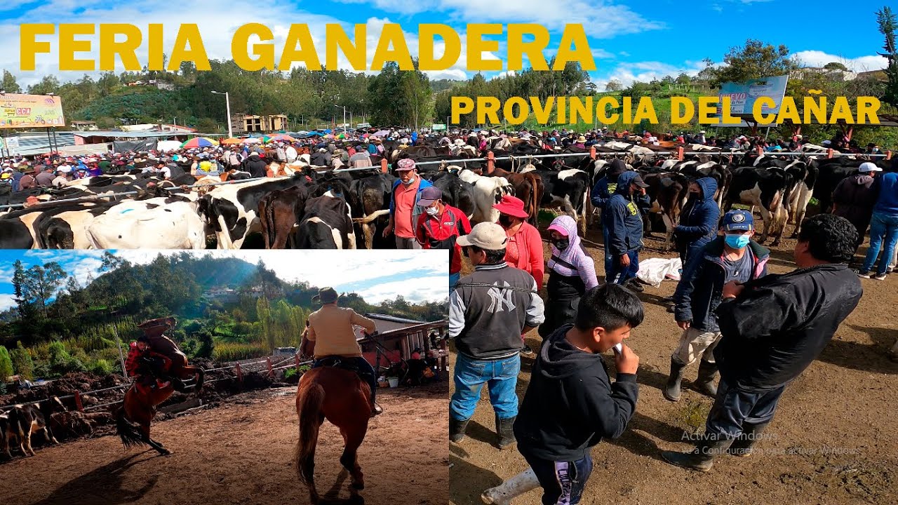 FERIA  GANADERA  EN  EL CANTÓN  BIBLIÁN  PROVINCIA  DEL CAÑAR