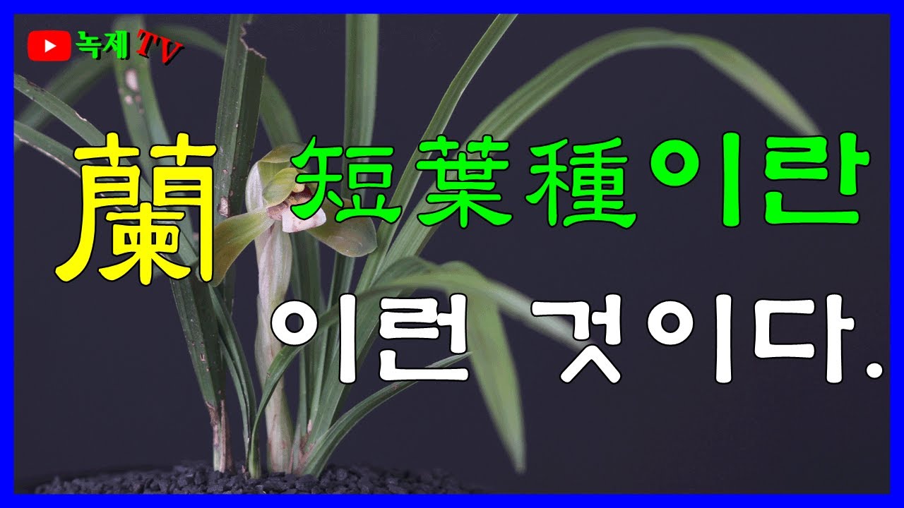 단엽종을 배양하시는 전문가로부터 단엽종에 대한 고견을 듣습니다.