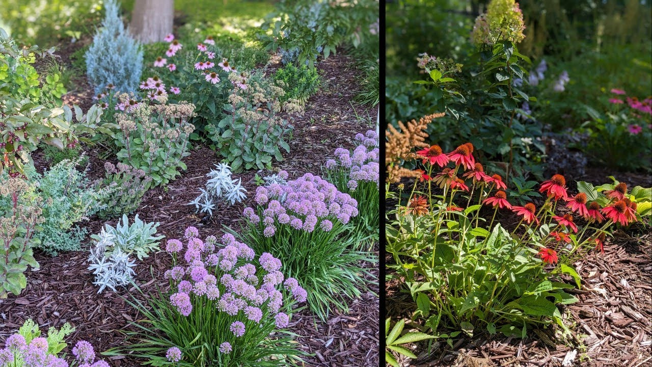 Millennium Alliums are Blooming and Cool New Coneflowers!! Mid-August Garden! | Serenity Now Garden