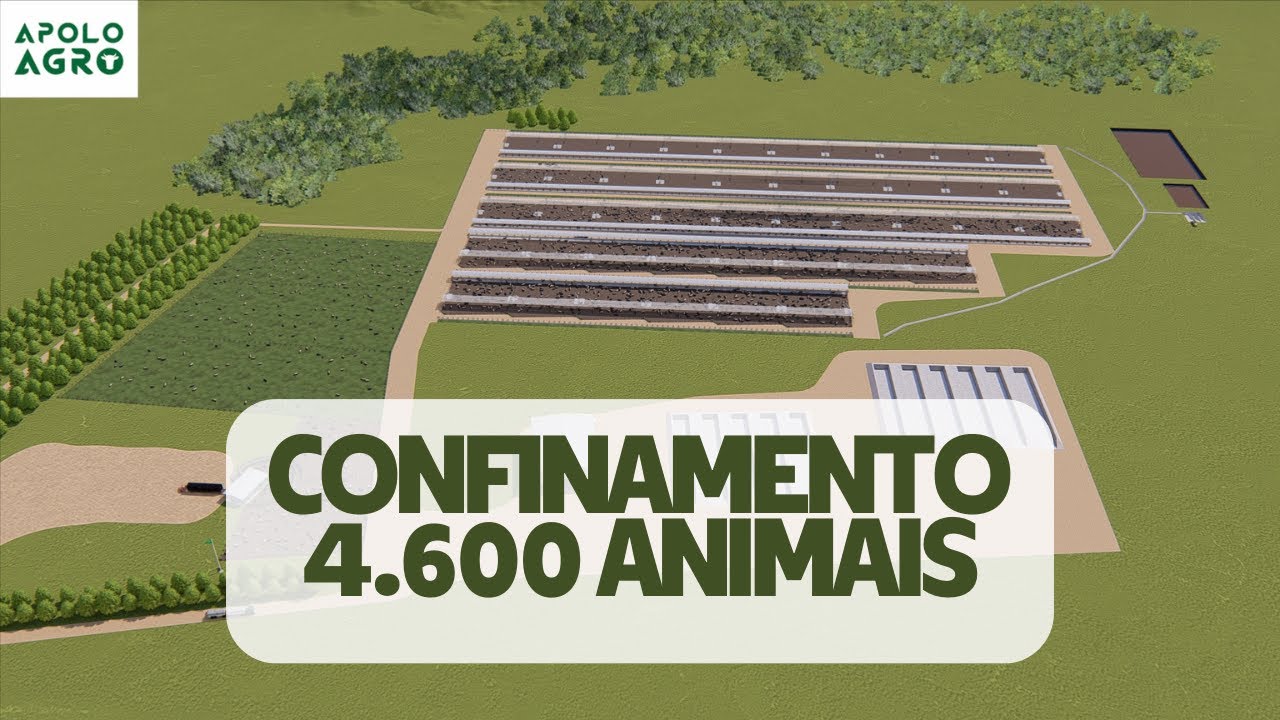 CONFINAMENTO - 4.600 ANIMAIS