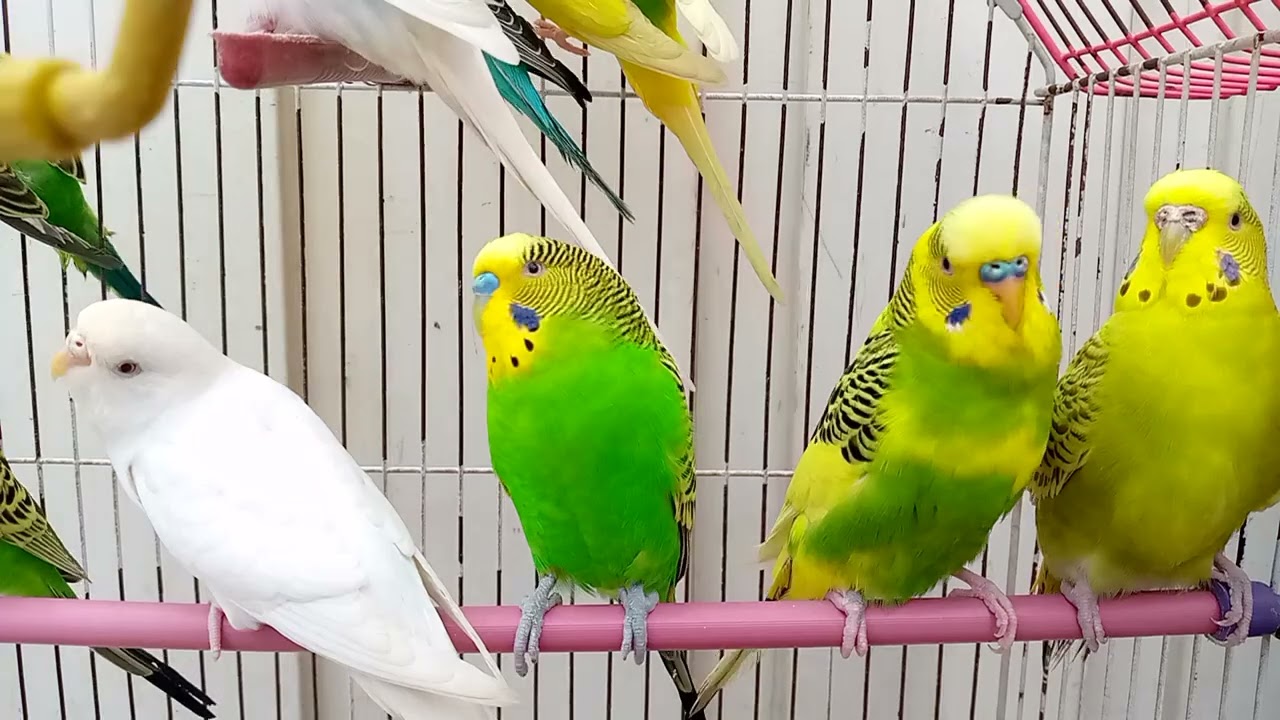 Australian beautiful bird's sounds 
