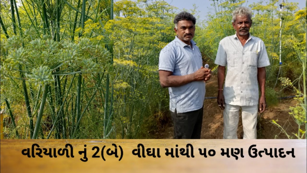 વરિયાળી નું બમ્પર ઉત્પાદન લેતા ખેડૂત Farmers reaping bumper production of fennel