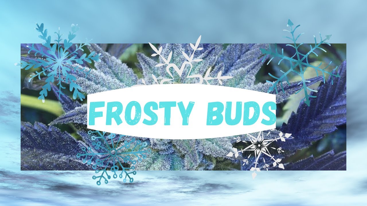 Close Up of Frosty Buds
