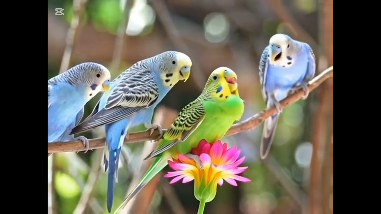 এদের কিচিরমিচির শব্দ যারা ভালোবাসেন
